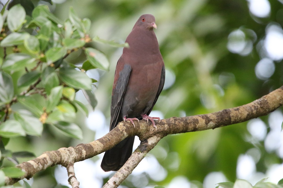 Rotschnabeltaube - ML647733478