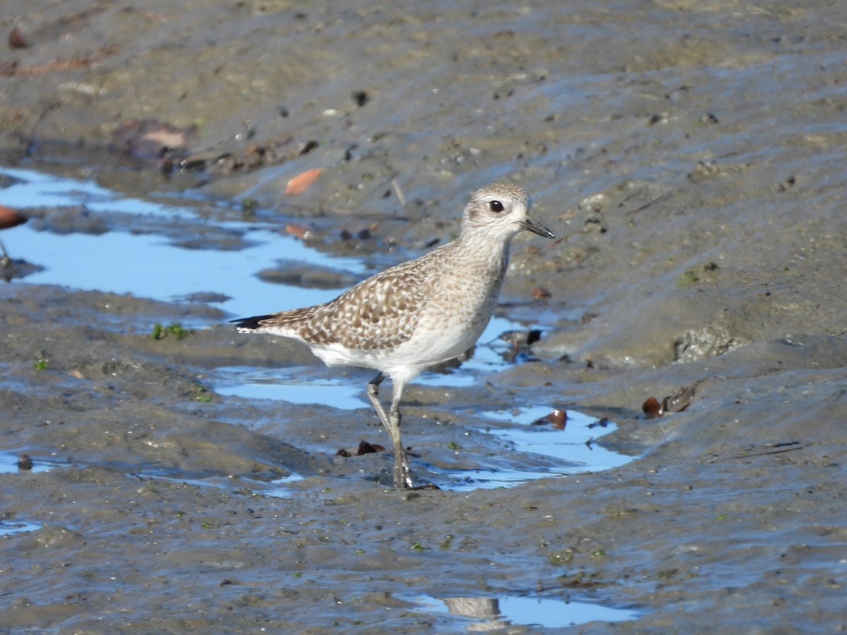 ダイゼン - ML647733479