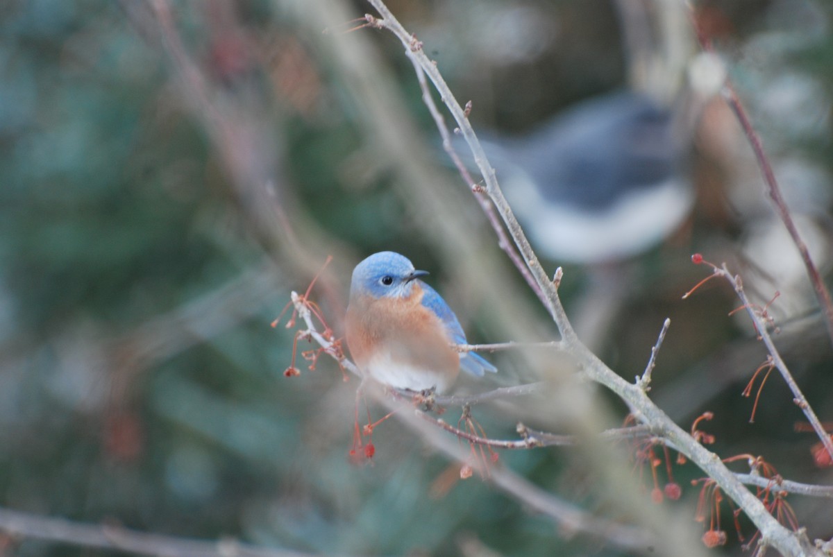 Azulejo Oriental - ML647733495