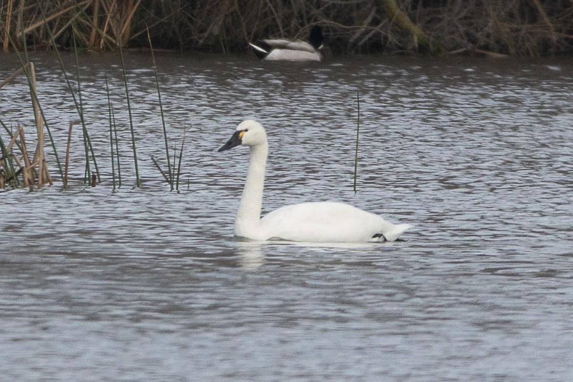 Tundra Swan - ML647733497