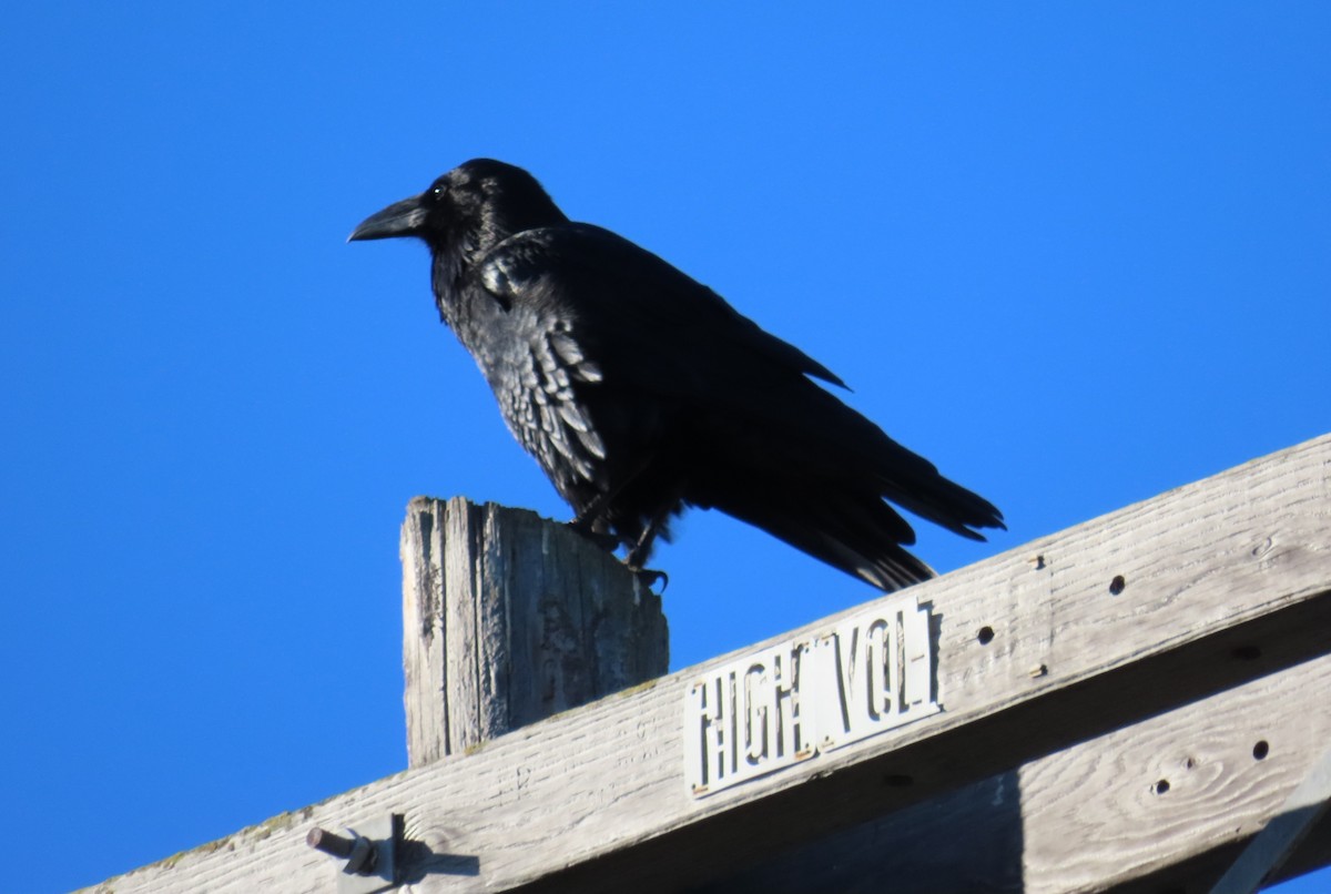 Common Raven - ML647733499