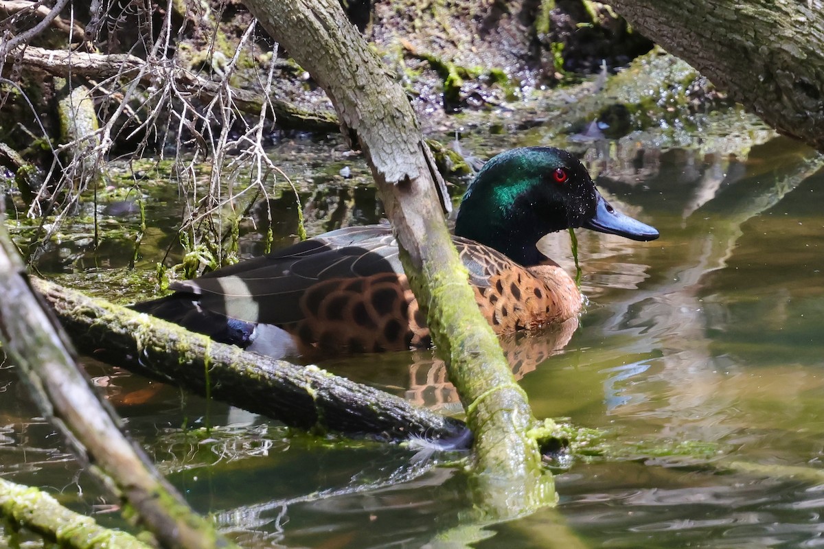 Chestnut Teal - ML647733500