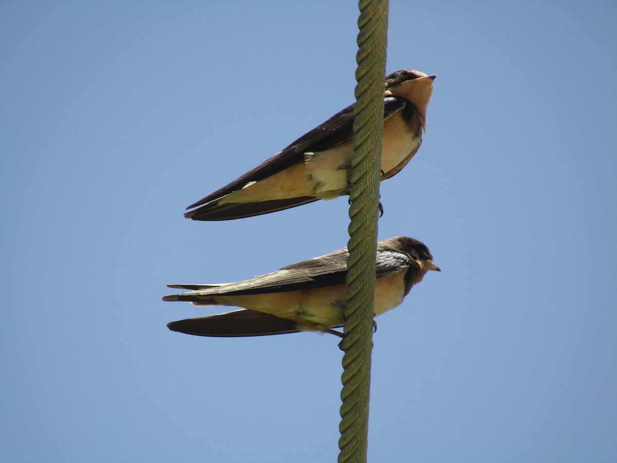 Ластівка сільська - ML647733501