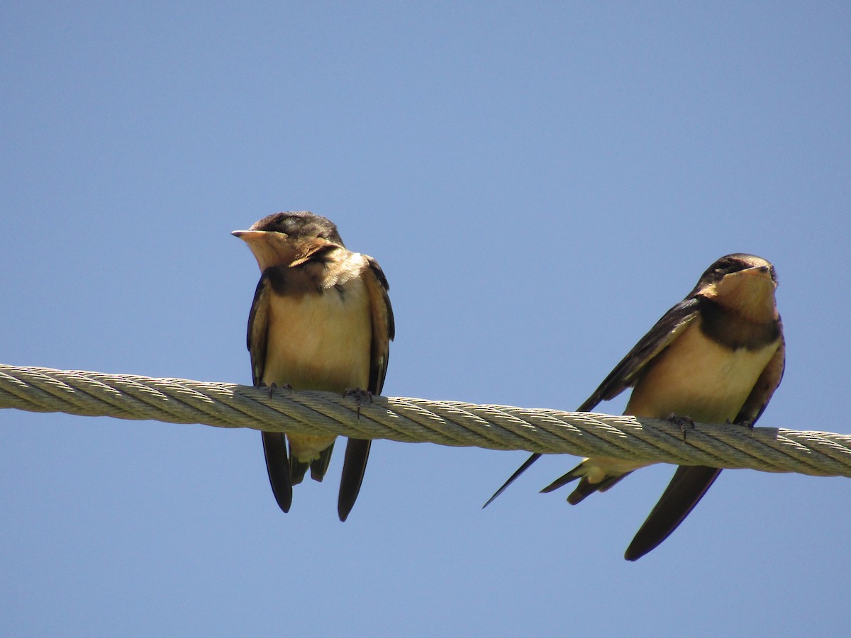 Ластівка сільська - ML647733504