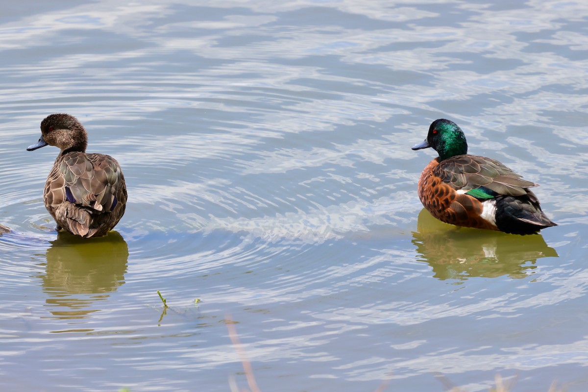 Chestnut Teal - ML647733509