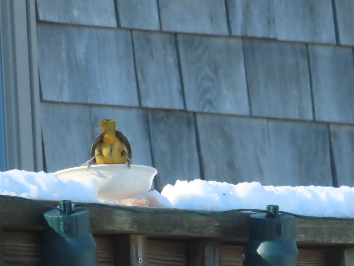 Балтиморский трупиал - ML647733513