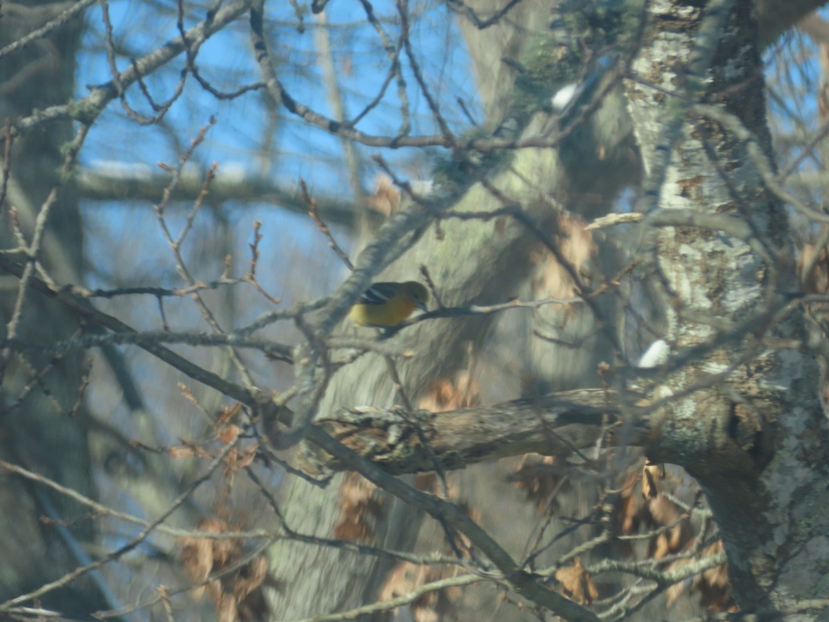 Балтиморский трупиал - ML647733514