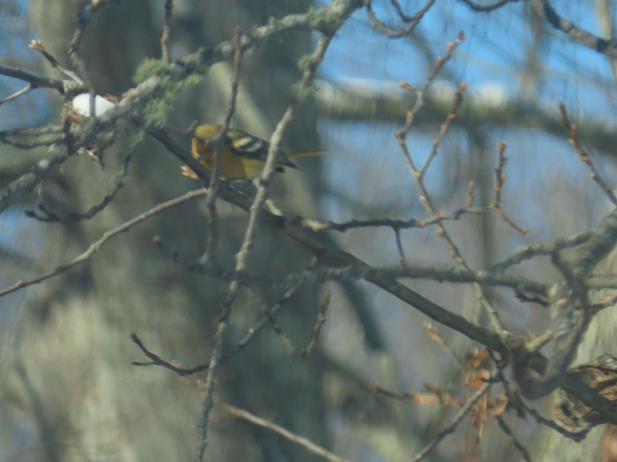 Балтиморский трупиал - ML647733515