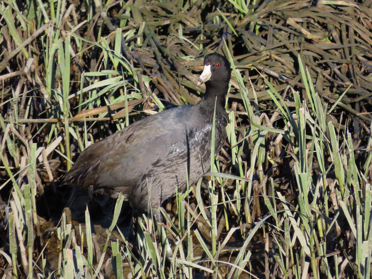 Foulque d'Amérique - ML647733517