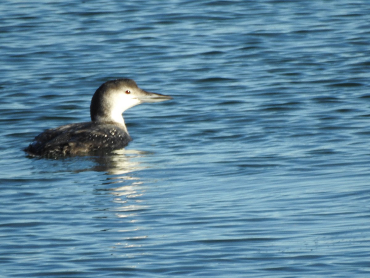 Common Loon - ML647733526
