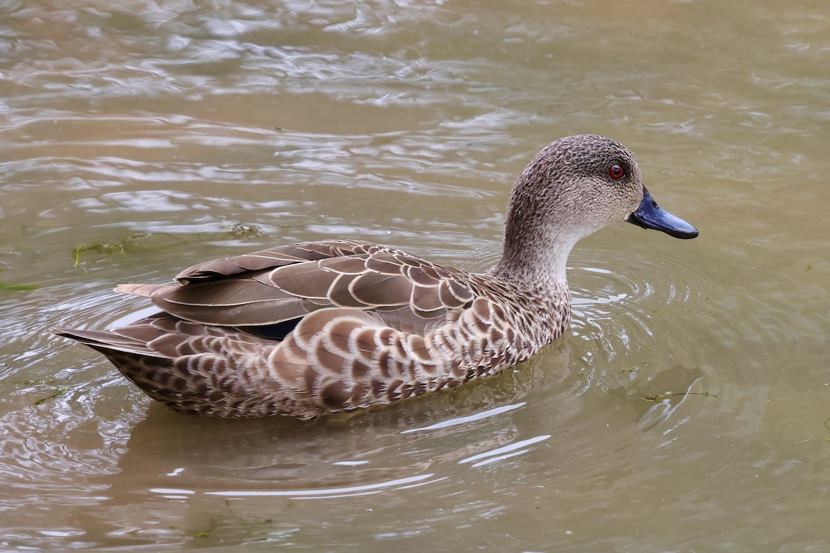 Chestnut Teal - ML647733534