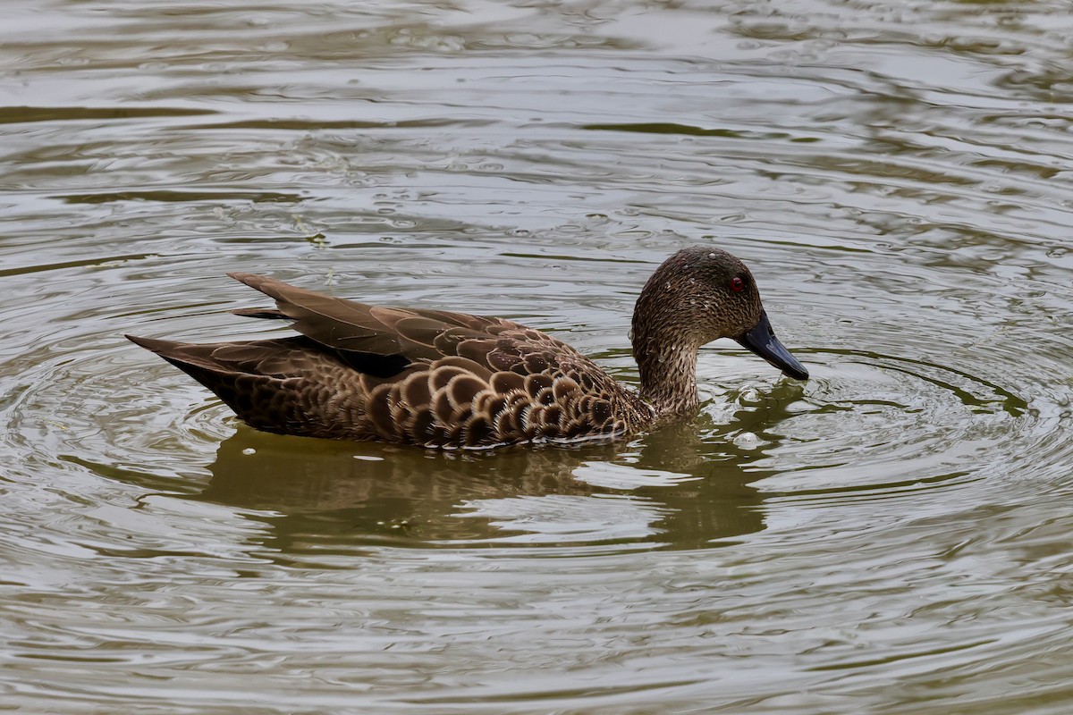 Chestnut Teal - ML647733535