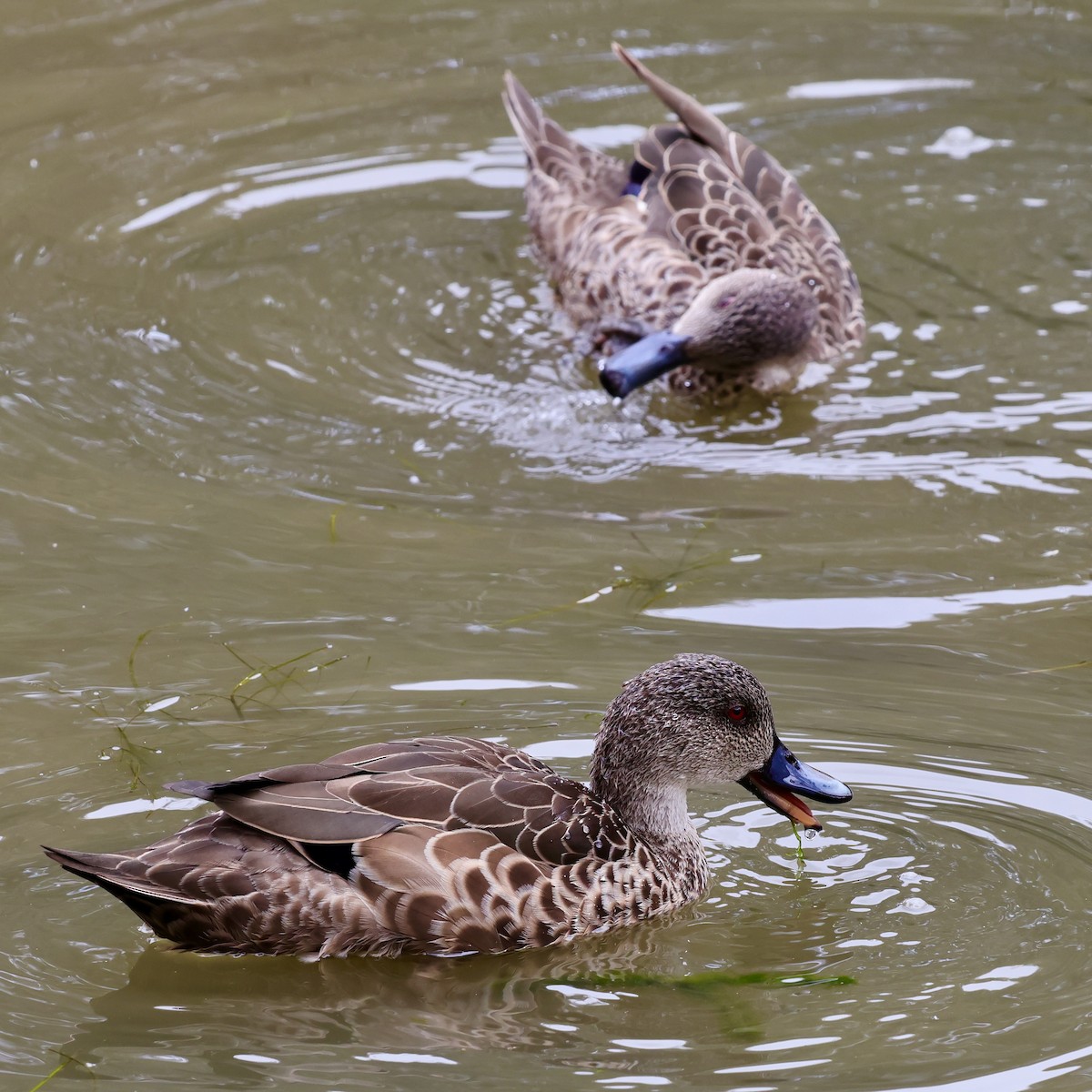 Chestnut Teal - ML647733536