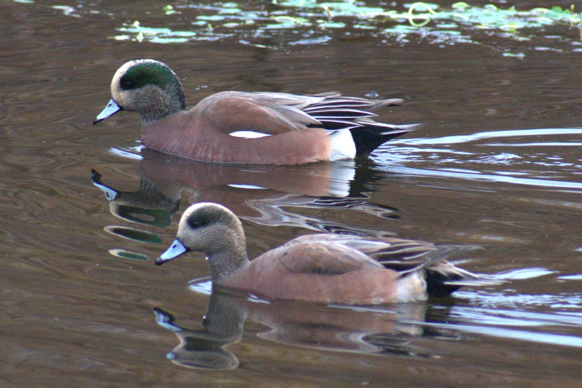 アメリカヒドリ - ML647733537