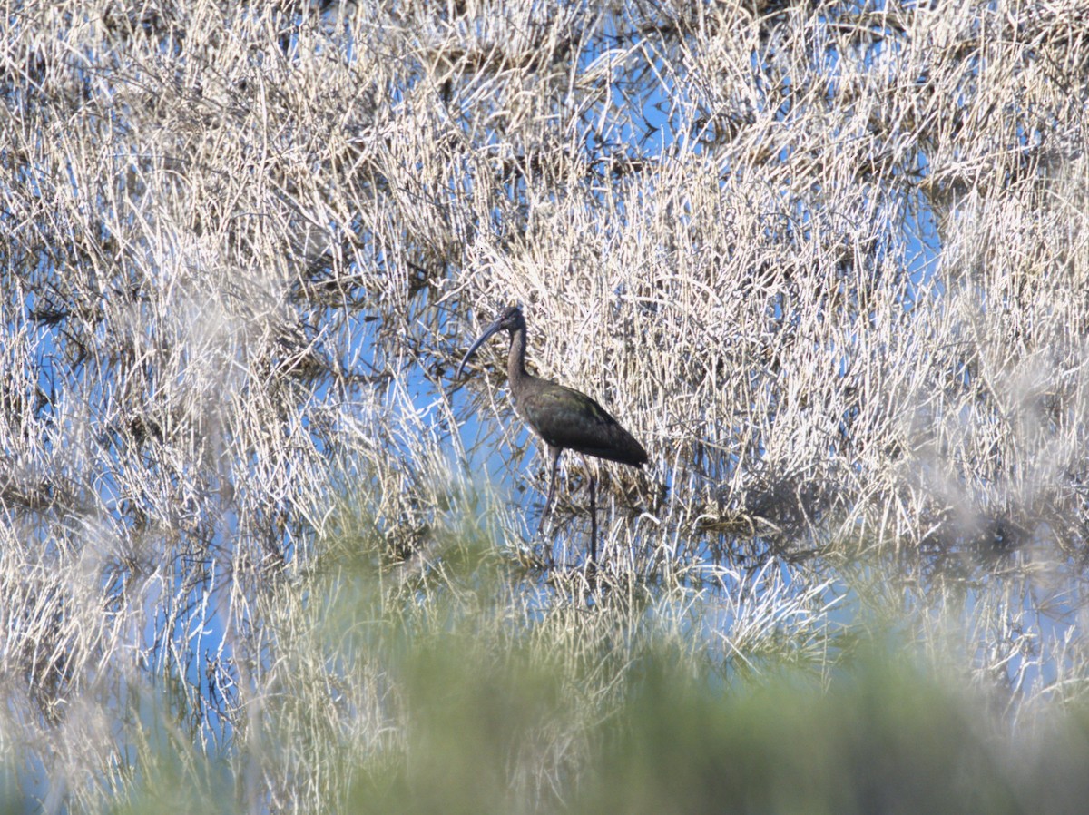 Beltzaran musuzuria - ML647733545