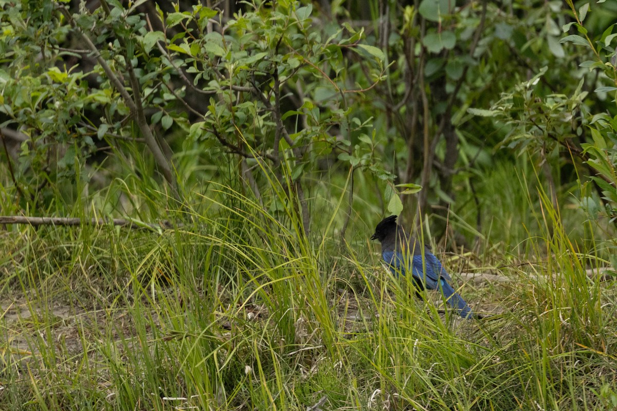Steller's Jay - ML647733559