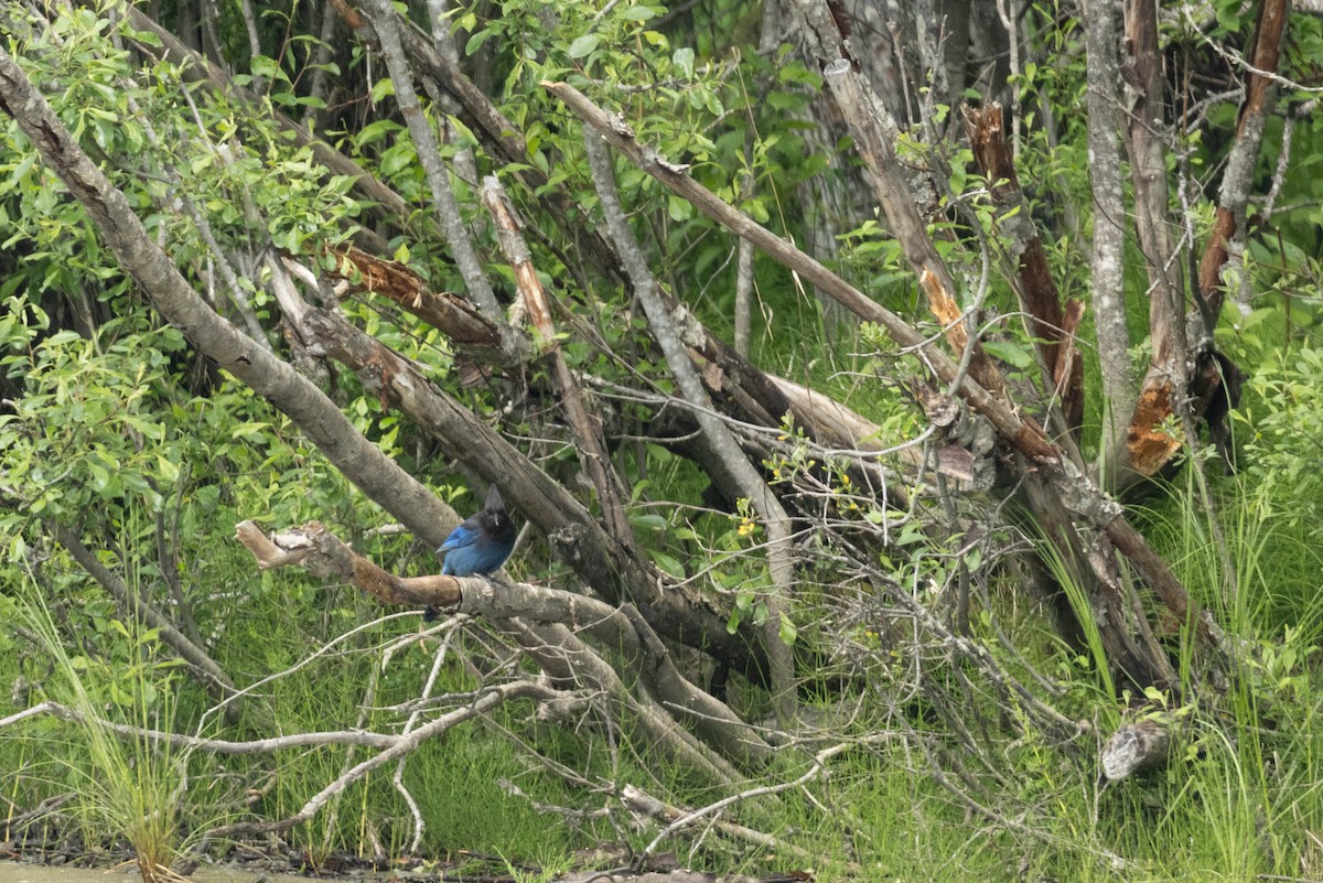 Steller's Jay - ML647733560