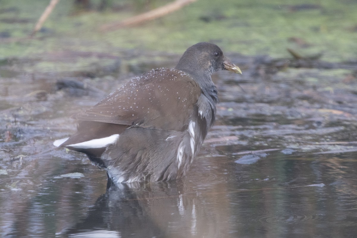 アメリカバン - ML647733566