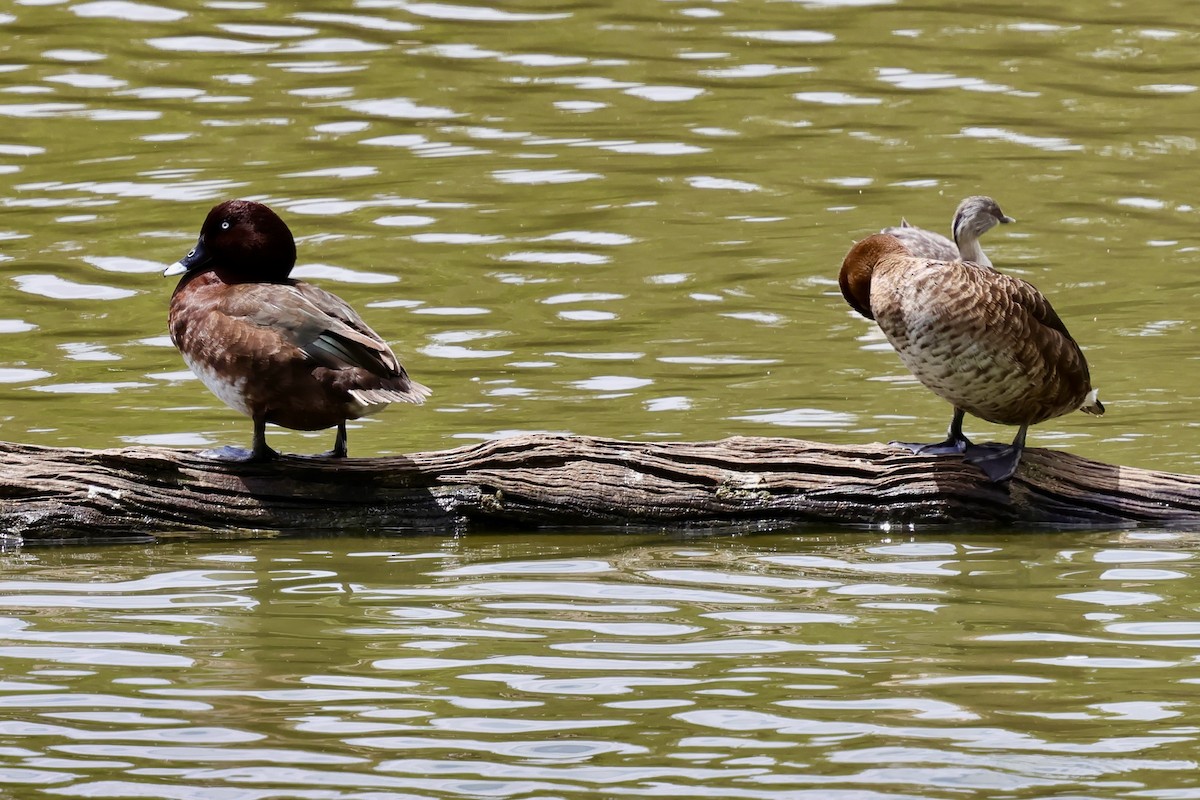 Hardhead - ML647733568