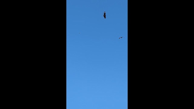 Чёрная катарта - ML647733570