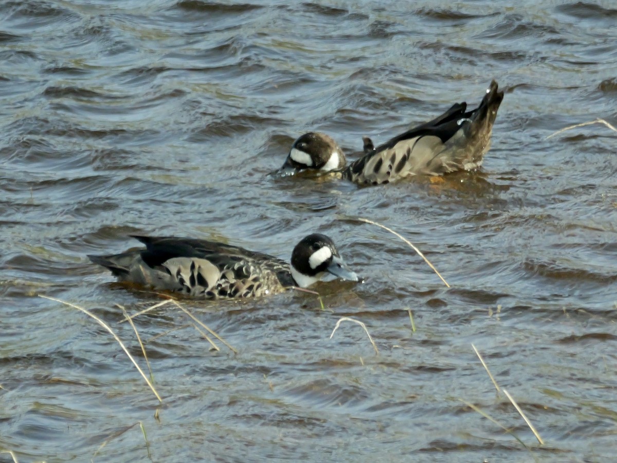 Kupferspiegelente - ML647733574