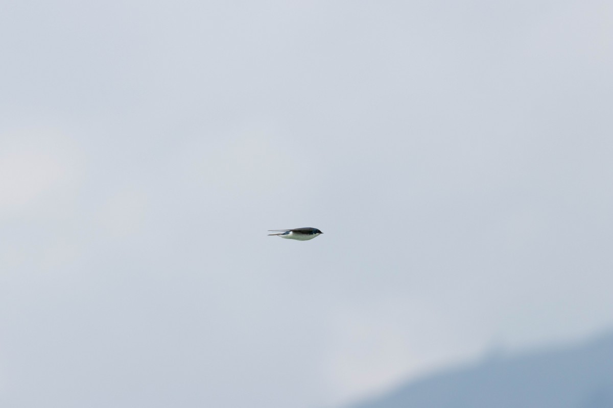 Tree Swallow - ML647733580