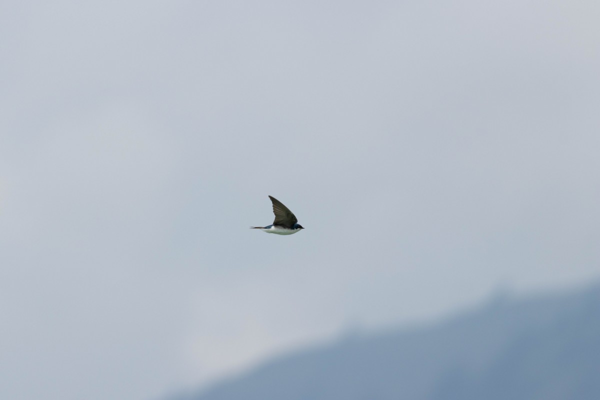 Tree Swallow - ML647733581