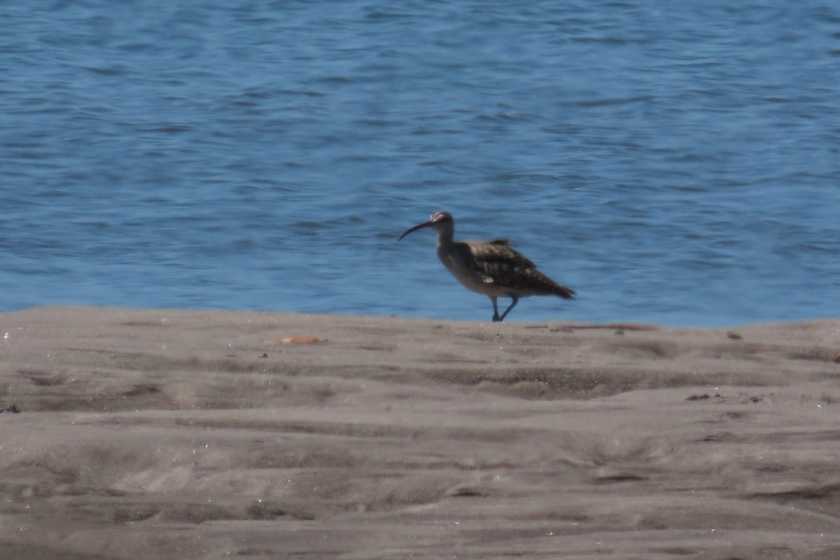 Hudsonian Whimbrel - ML647733586