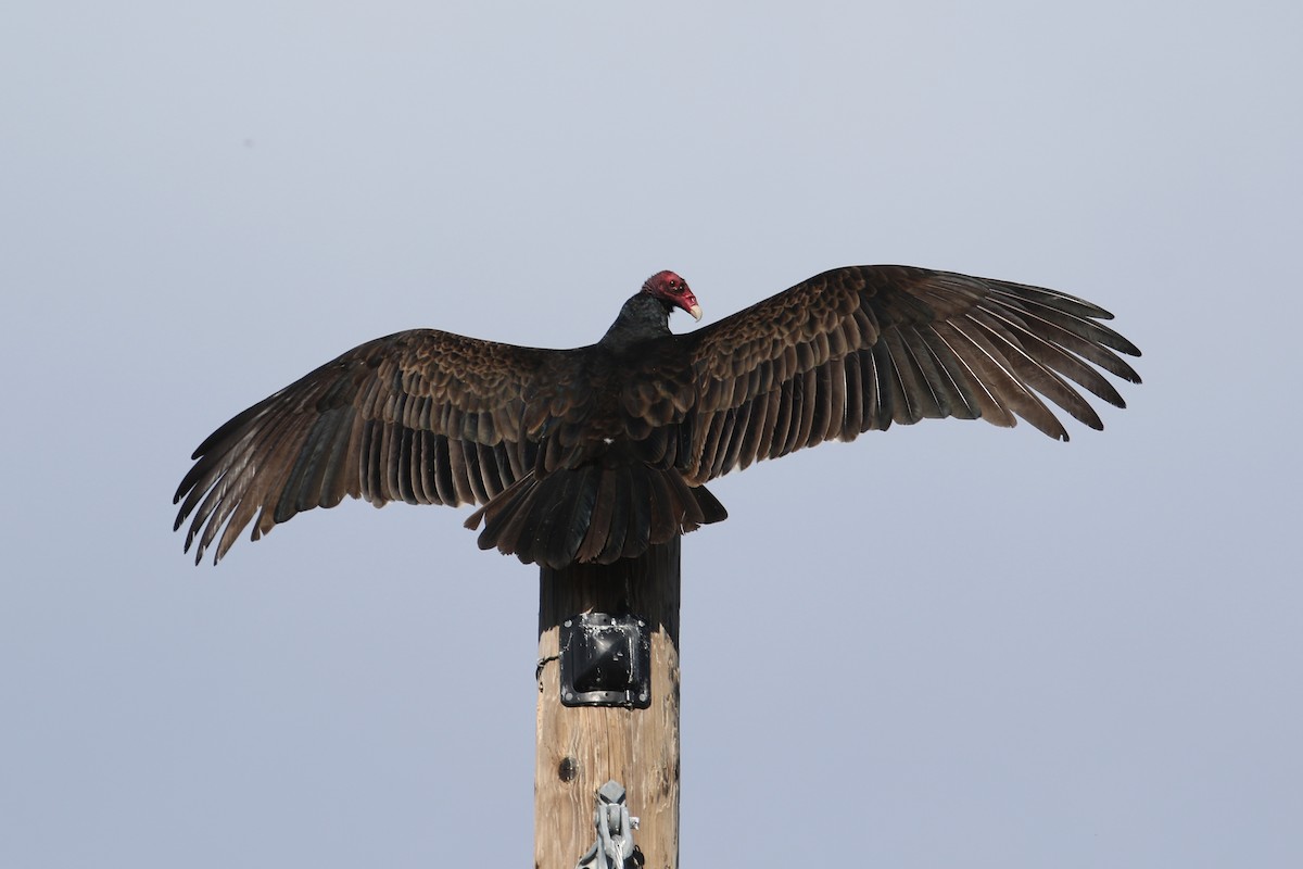 kondor krocanovitý - ML647733587