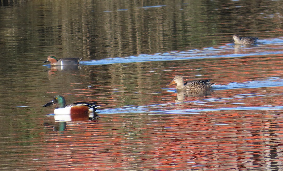 skjeand - ML647733590