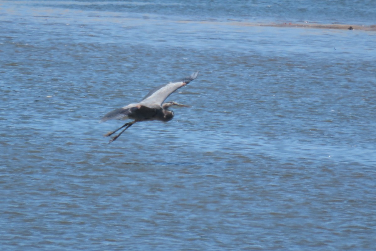 Great Blue Heron - ML647733612