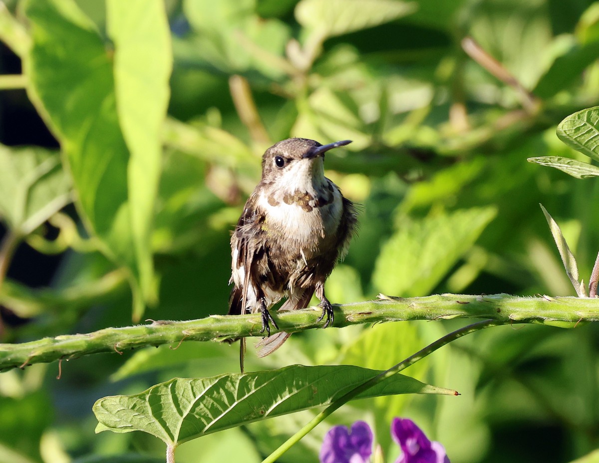Ruby-throated Hummingbird - ML647733621