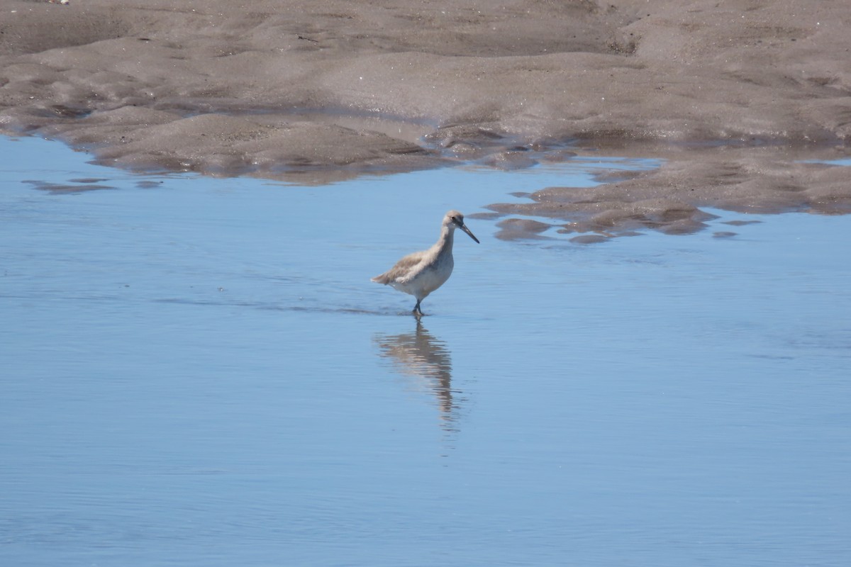 Willet - ML647733643