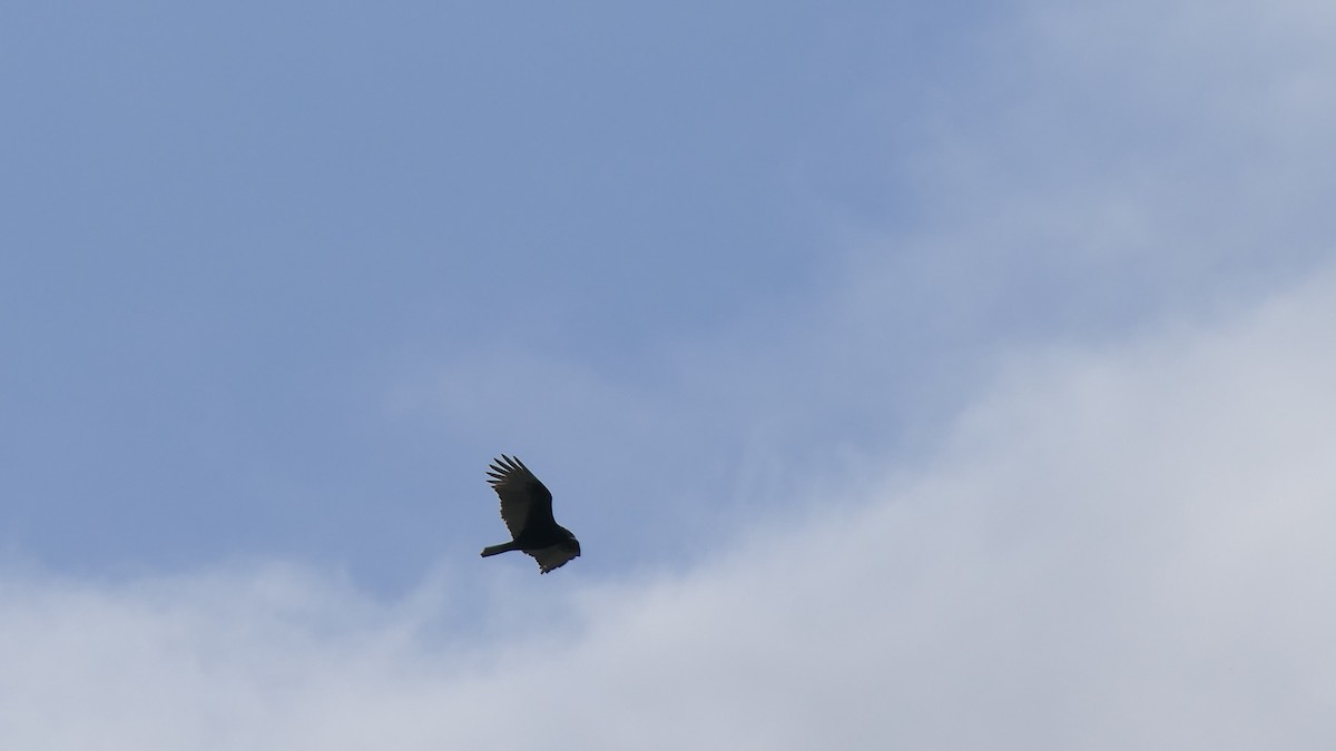 kondor krocanovitý - ML647733650