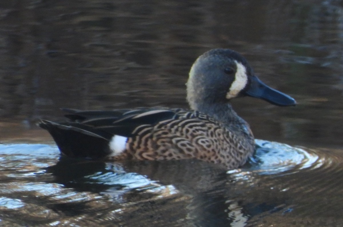 Blue-winged Teal - ML647733652