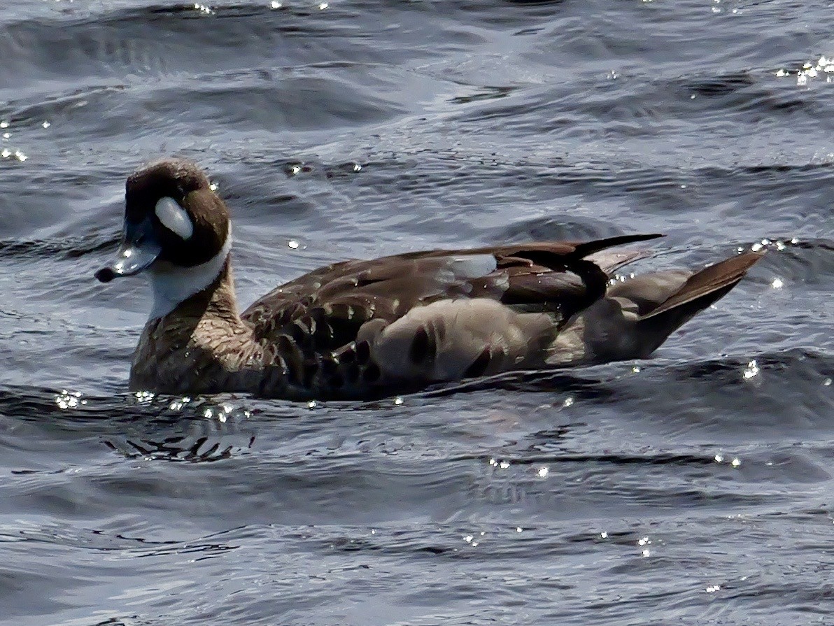 Kupferspiegelente - ML647733662