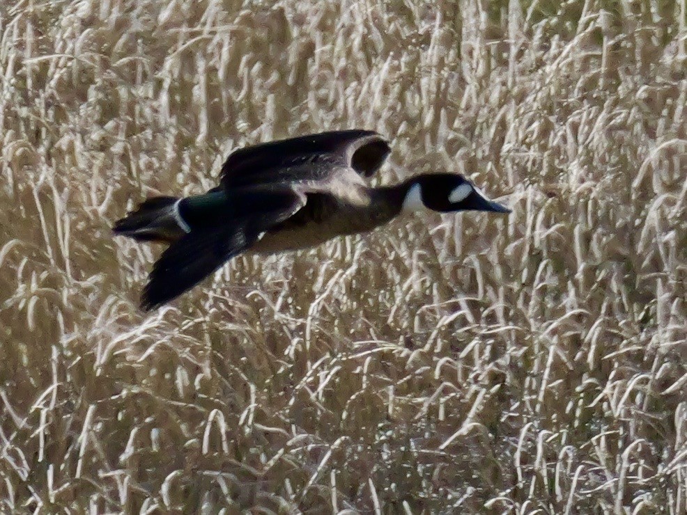 Kupferspiegelente - ML647733664