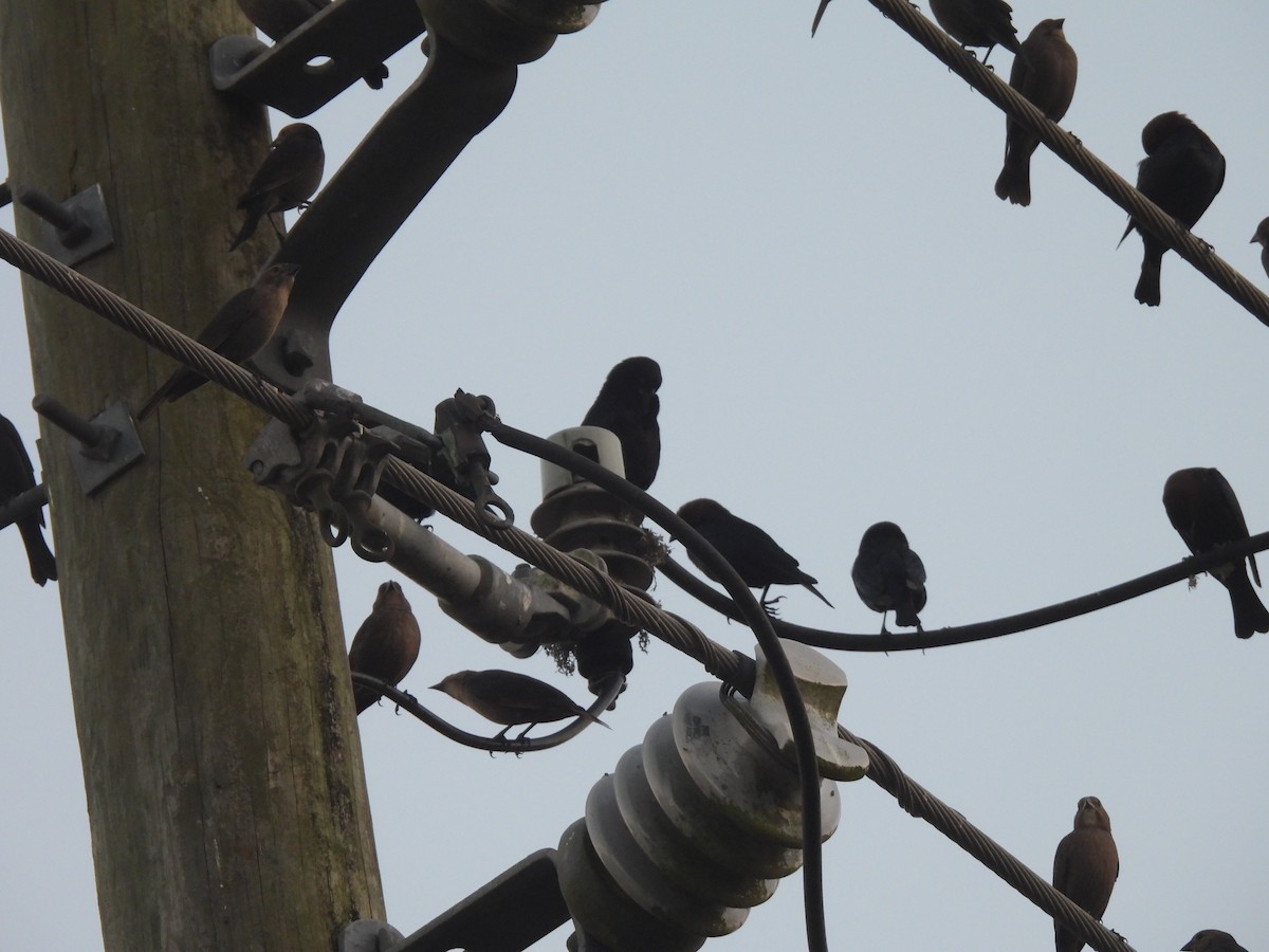 Braunkopf-Kuhstärling - ML647733711