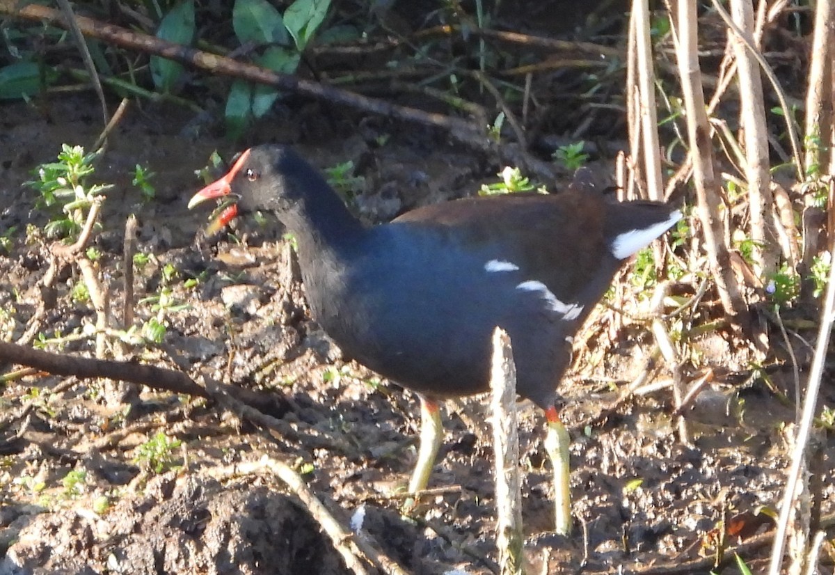 アメリカバン - ML647733716