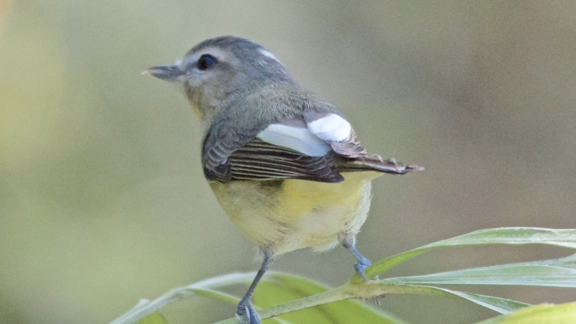 Philadelphia Vireo - ML647733734