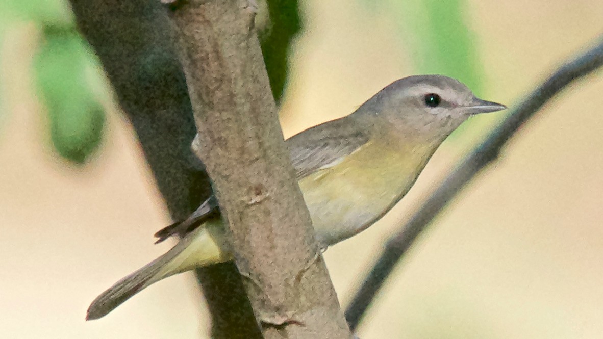 Philadelphia Vireo - ML647733743