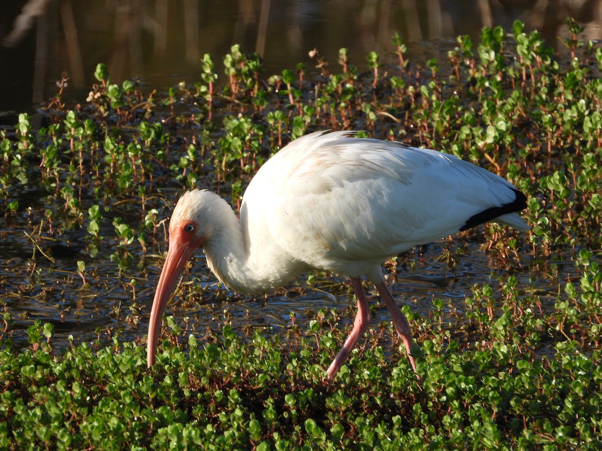 Corocoro Blanco - ML647733750