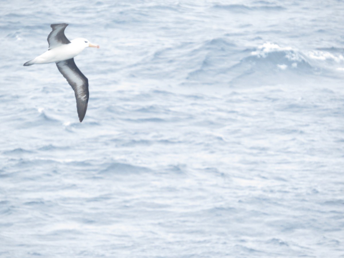 Black-browed Albatross - ML647733752