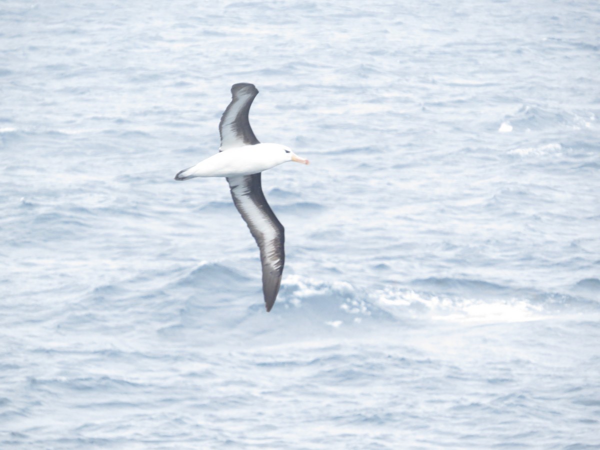Black-browed Albatross - ML647733758