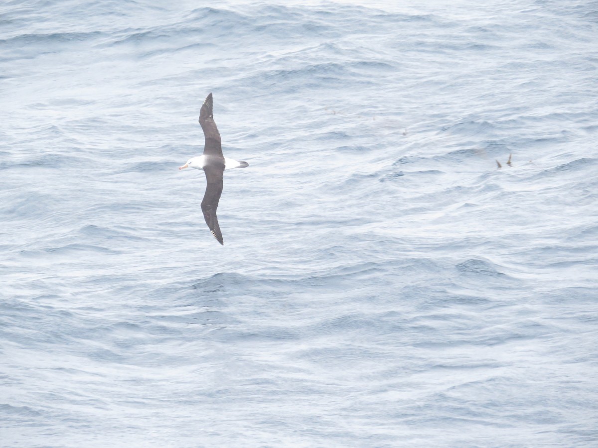 Black-browed Albatross - ML647733776