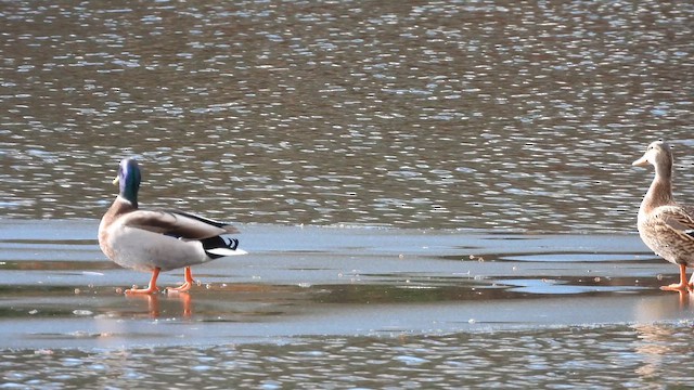 Кряква - ML647733816