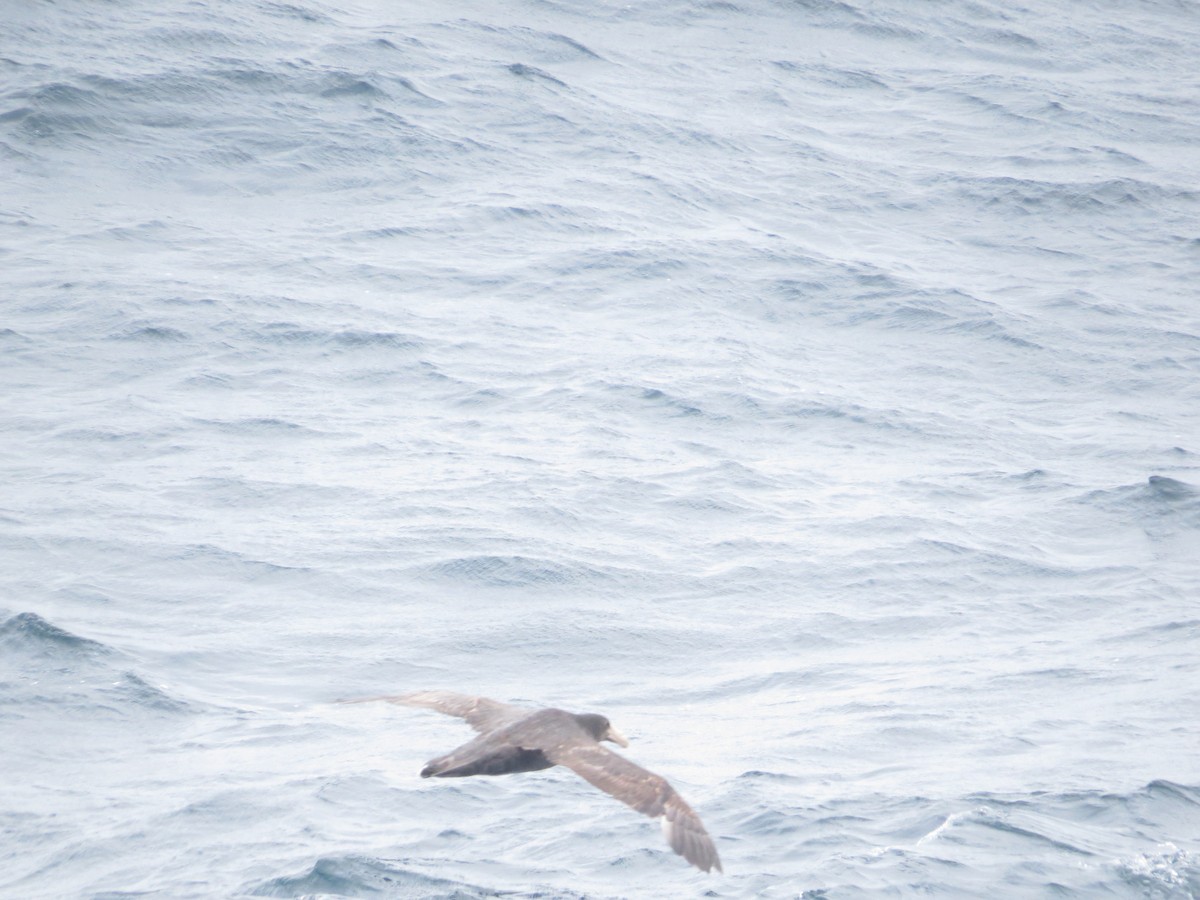 sørkjempepetrell - ML647733835