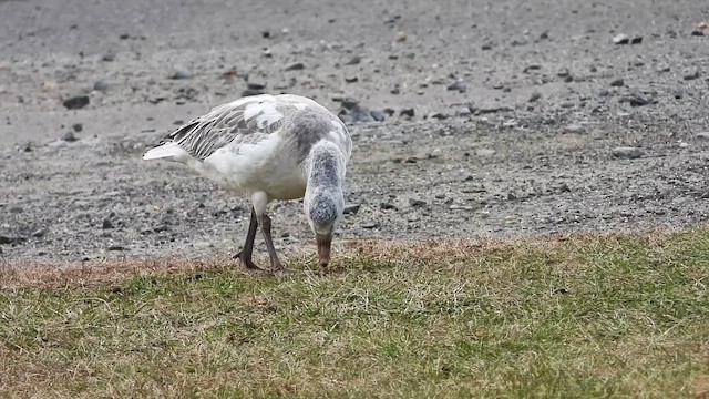 Snow Goose - ML647733840