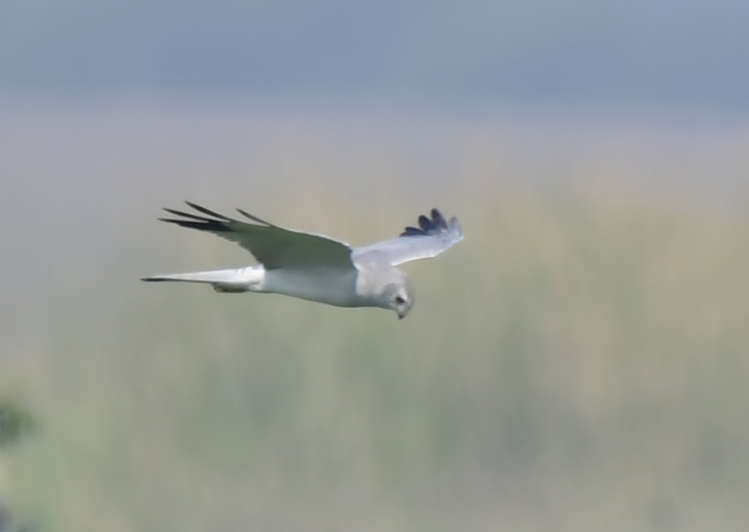 Aguilucho Papialbo - ML647733842