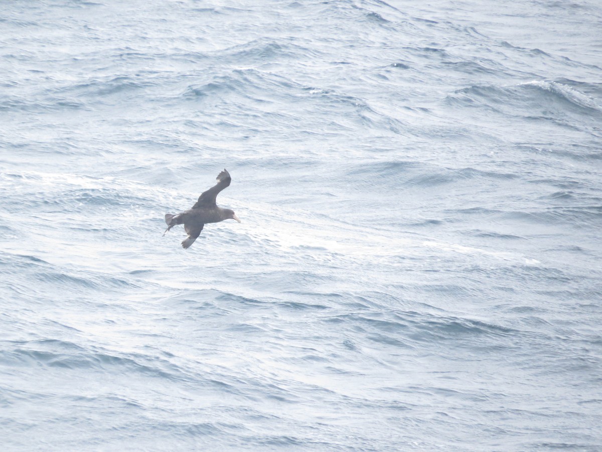 sørkjempepetrell - ML647733843